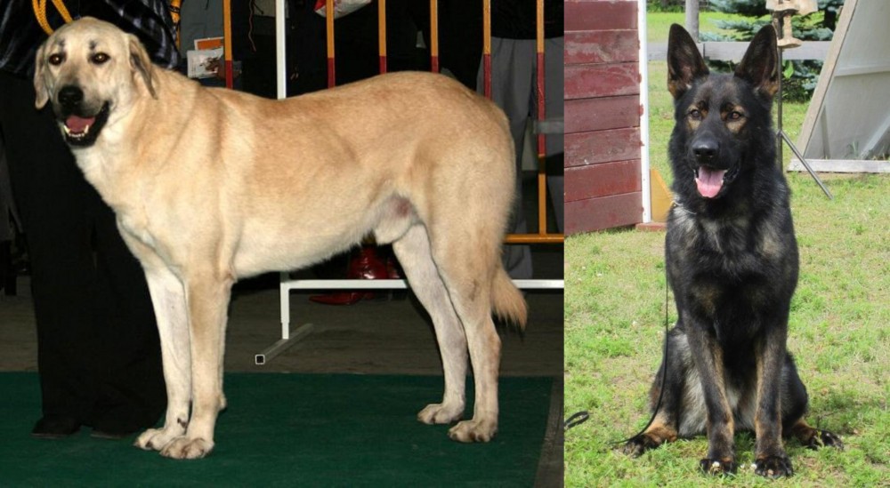 East German Shepherd vs Central Anatolian Shepherd - Breed Comparison