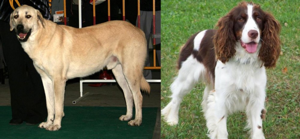 English Springer Spaniel vs Central Anatolian Shepherd - Breed Comparison