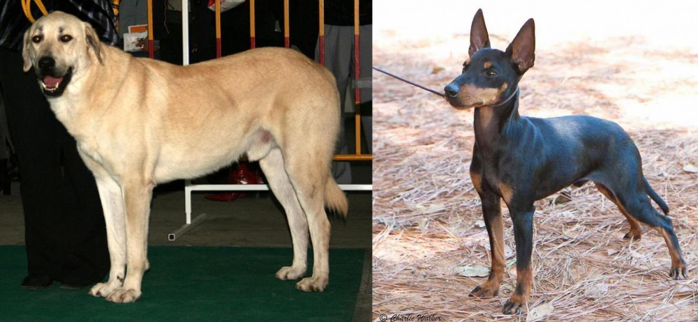 English Toy Terrier (Black & Tan) vs Central Anatolian Shepherd - Breed Comparison