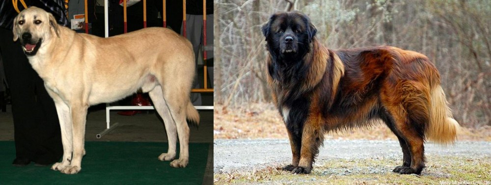 Estrela Mountain Dog vs Central Anatolian Shepherd - Breed Comparison