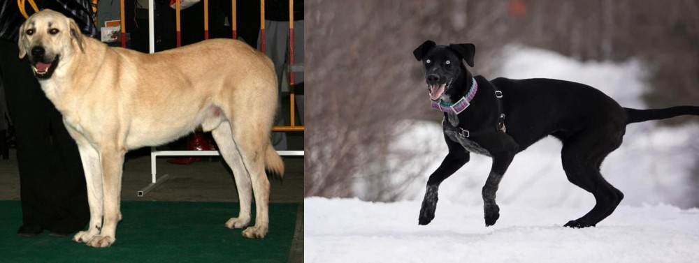 Eurohound vs Central Anatolian Shepherd - Breed Comparison