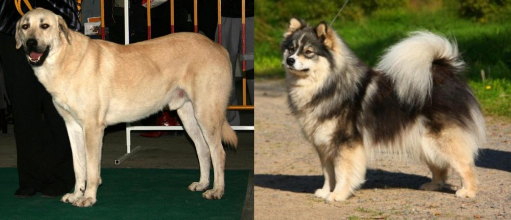 Finnish Lapphund vs Central Anatolian Shepherd - Breed Comparison