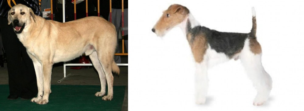 Fox Terrier vs Central Anatolian Shepherd - Breed Comparison