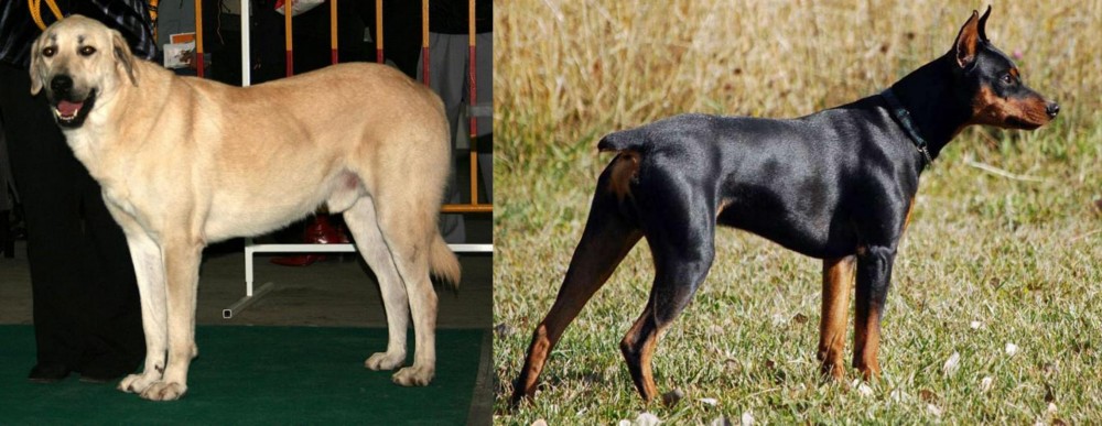 German Pinscher vs Central Anatolian Shepherd - Breed Comparison