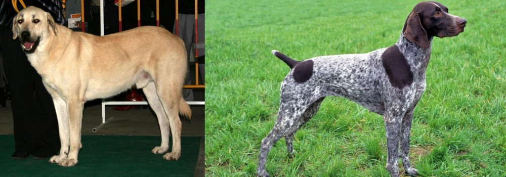German Shorthaired Pointer vs Central Anatolian Shepherd - Breed Comparison