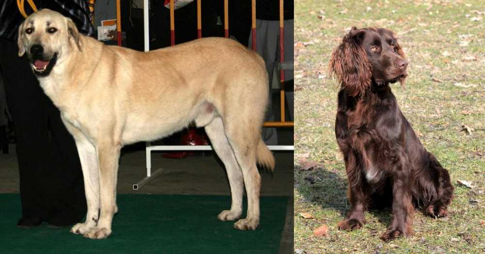 German Spaniel vs Central Anatolian Shepherd - Breed Comparison