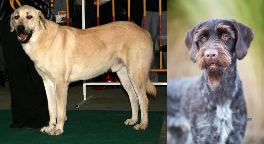 German Wirehaired Pointer vs Central Anatolian Shepherd - Breed Comparison