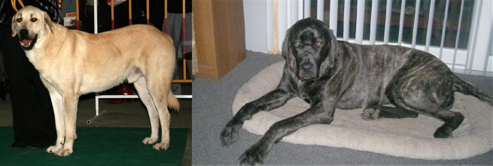 Giant Maso Mastiff vs Central Anatolian Shepherd - Breed Comparison