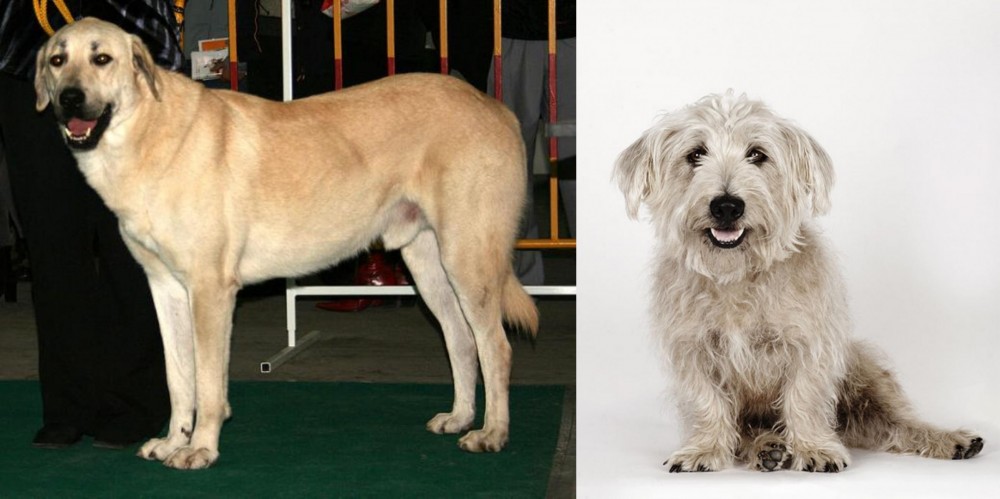 Glen of Imaal Terrier vs Central Anatolian Shepherd - Breed Comparison