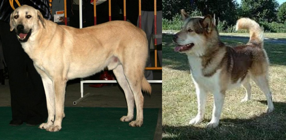 Greenland Dog vs Central Anatolian Shepherd - Breed Comparison