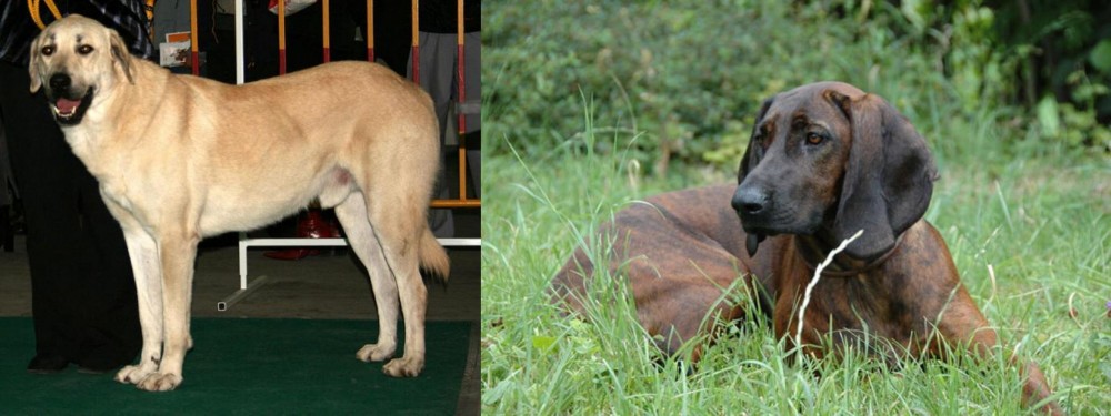 Hanover Hound vs Central Anatolian Shepherd - Breed Comparison