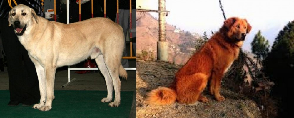 Himalayan Sheepdog vs Central Anatolian Shepherd - Breed Comparison
