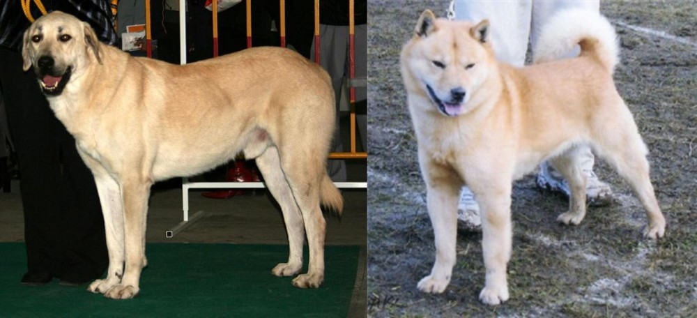 Hokkaido vs Central Anatolian Shepherd - Breed Comparison