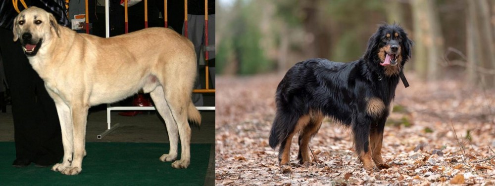 Hovawart vs Central Anatolian Shepherd - Breed Comparison
