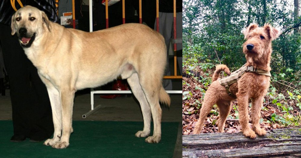 Irish Terrier vs Central Anatolian Shepherd - Breed Comparison