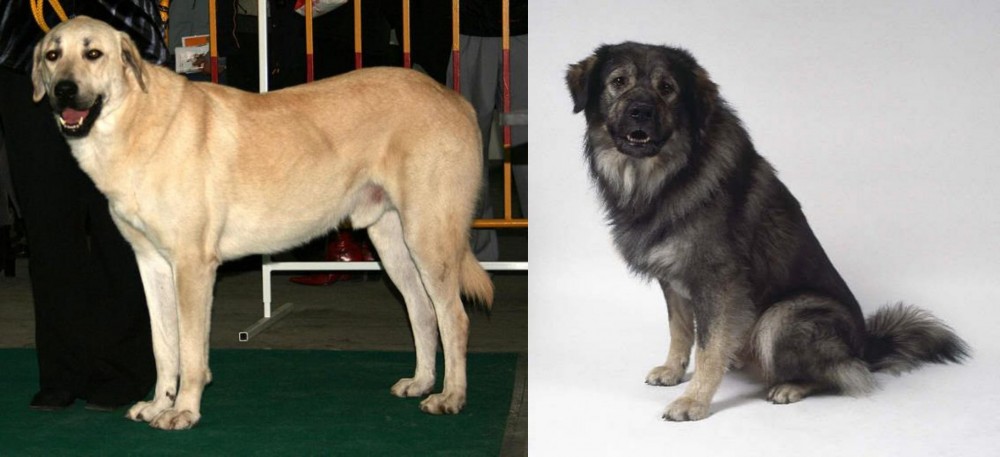 Istrian Sheepdog vs Central Anatolian Shepherd - Breed Comparison