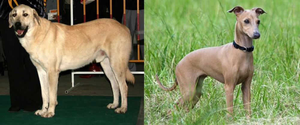 Italian Greyhound vs Central Anatolian Shepherd - Breed Comparison
