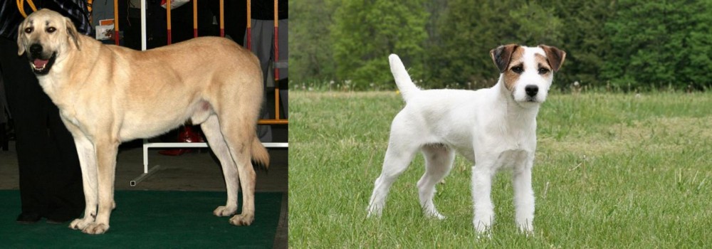 Jack Russell Terrier vs Central Anatolian Shepherd - Breed Comparison