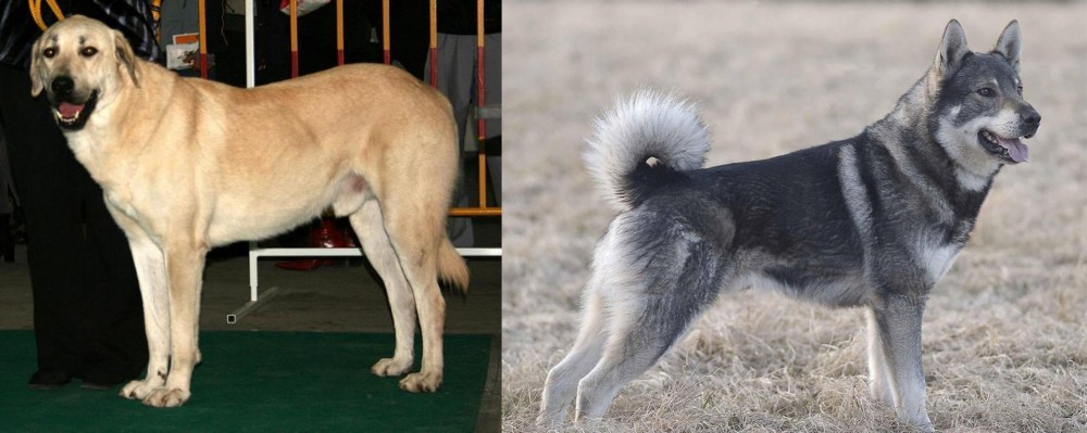 Jamthund vs Central Anatolian Shepherd - Breed Comparison