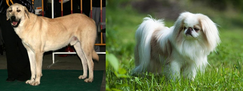 Japanese Chin vs Central Anatolian Shepherd - Breed Comparison