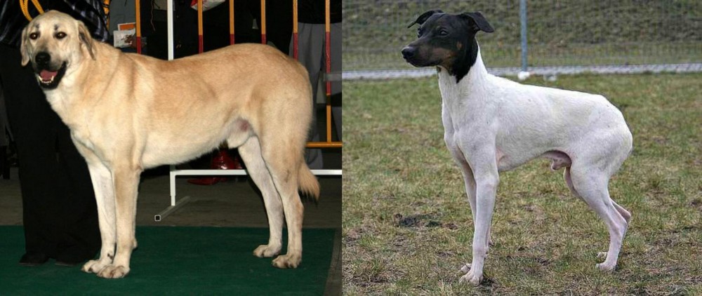 Japanese Terrier vs Central Anatolian Shepherd - Breed Comparison