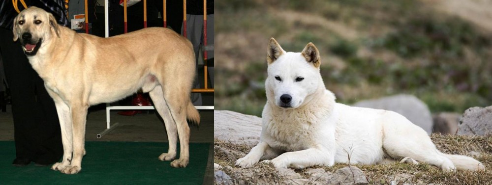 Jindo vs Central Anatolian Shepherd - Breed Comparison
