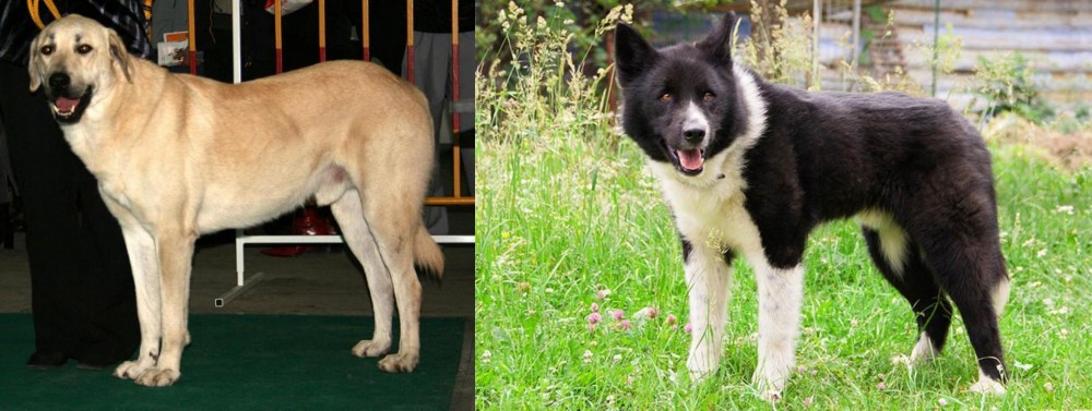 Karelian Bear Dog vs Central Anatolian Shepherd - Breed Comparison