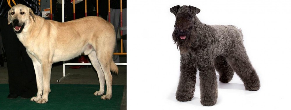 Kerry Blue Terrier vs Central Anatolian Shepherd - Breed Comparison