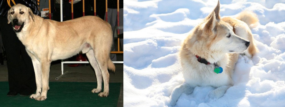 Labrador Husky vs Central Anatolian Shepherd - Breed Comparison