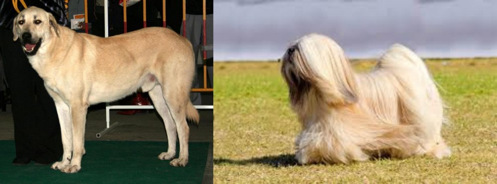 Lhasa Apso vs Central Anatolian Shepherd - Breed Comparison