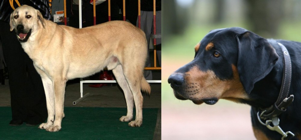 Lithuanian Hound vs Central Anatolian Shepherd - Breed Comparison
