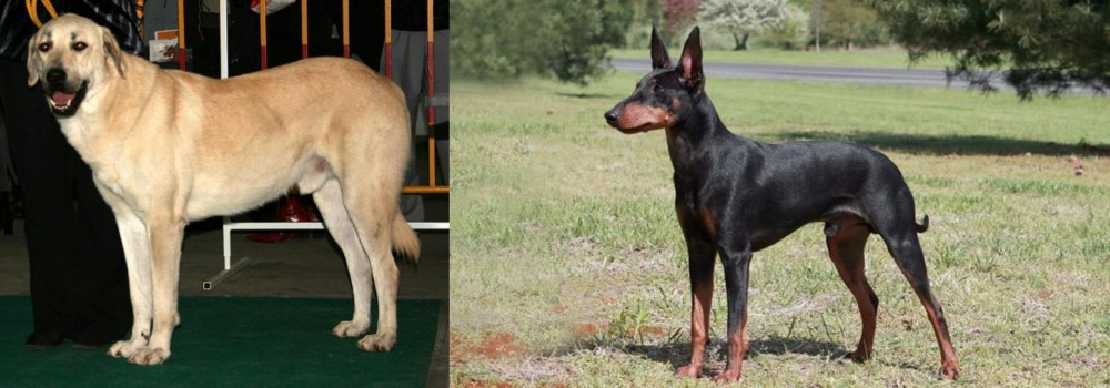 Manchester Terrier vs Central Anatolian Shepherd - Breed Comparison