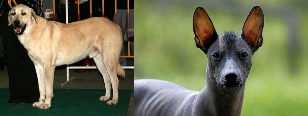 Mexican Hairless vs Central Anatolian Shepherd - Breed Comparison
