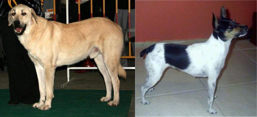 Miniature Fox Terrier vs Central Anatolian Shepherd - Breed Comparison