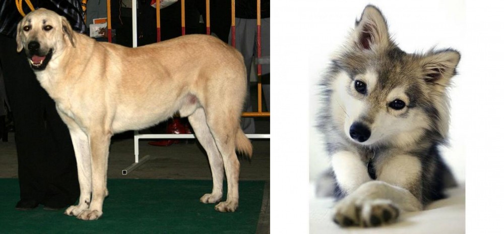 Miniature Siberian Husky vs Central Anatolian Shepherd - Breed Comparison