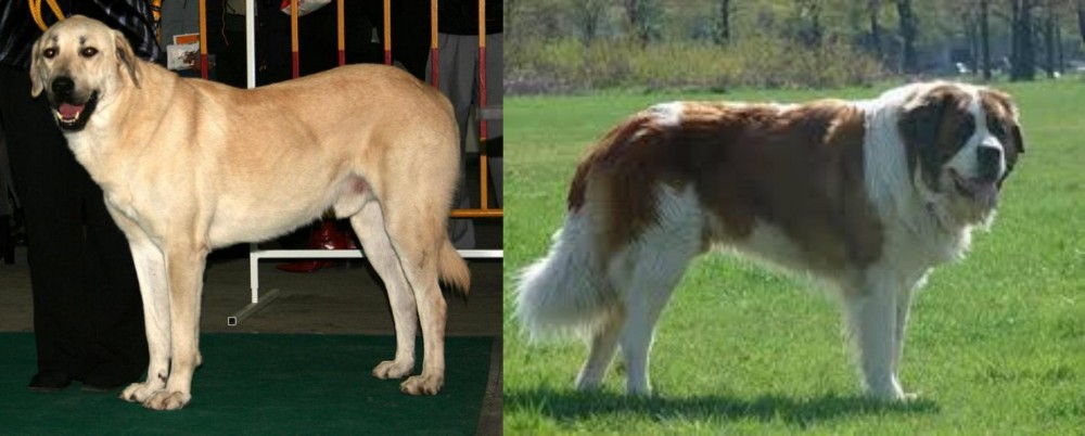 Moscow Watchdog vs Central Anatolian Shepherd - Breed Comparison