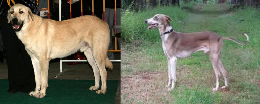 Mudhol Hound vs Central Anatolian Shepherd - Breed Comparison
