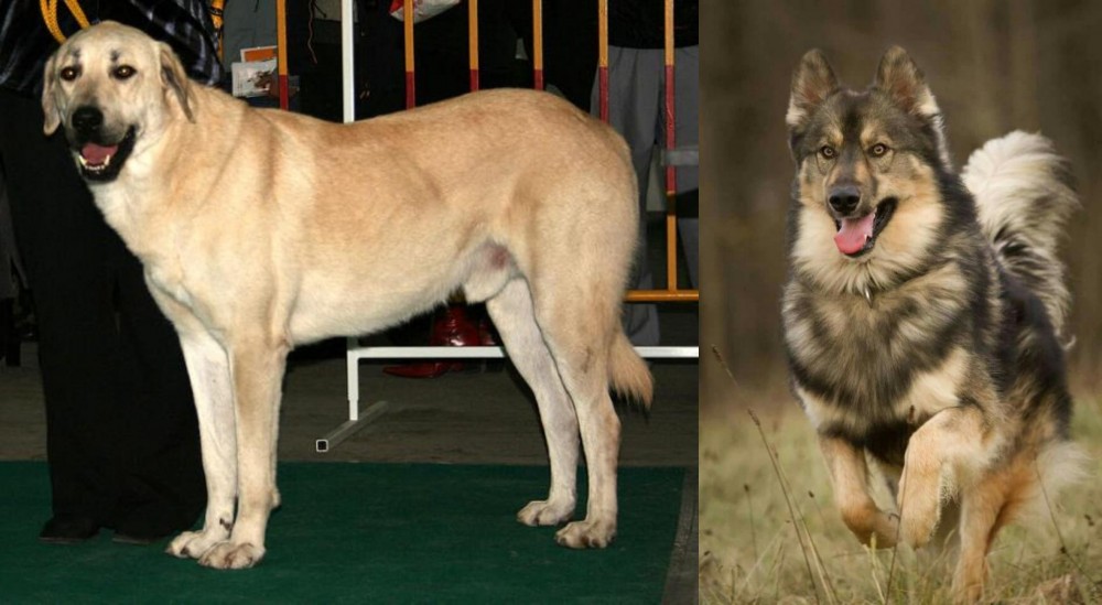 Native American Indian Dog vs Central Anatolian Shepherd - Breed Comparison