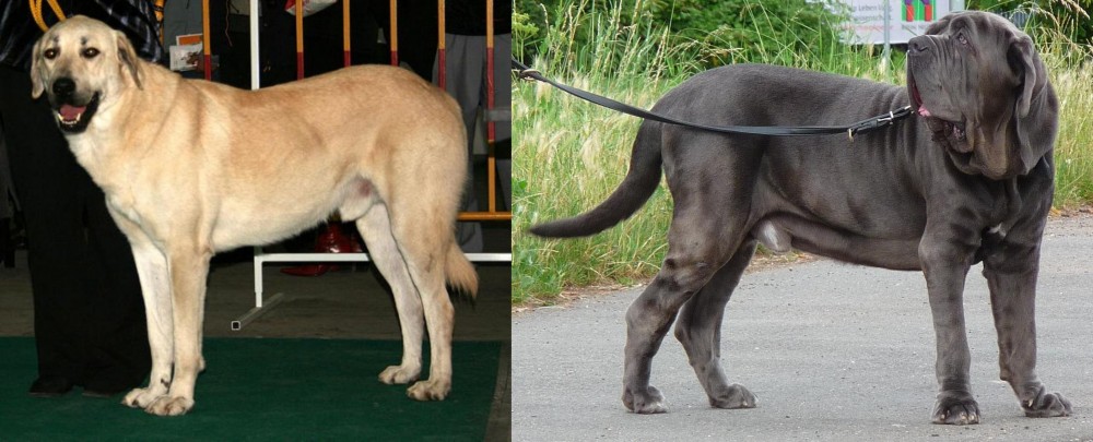 Neapolitan Mastiff vs Central Anatolian Shepherd - Breed Comparison
