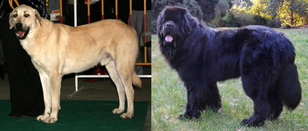 Newfoundland Dog vs Central Anatolian Shepherd - Breed Comparison