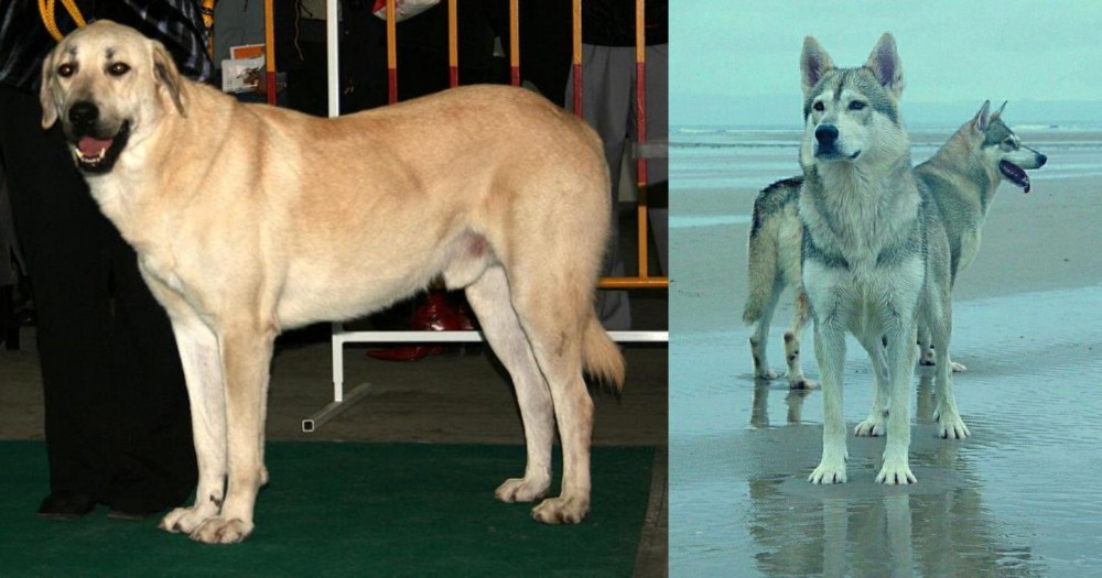 Northern Inuit Dog vs Central Anatolian Shepherd - Breed Comparison