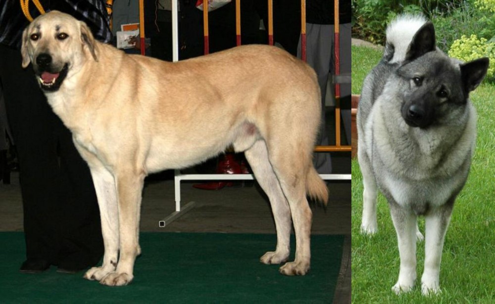 Norwegian Elkhound vs Central Anatolian Shepherd - Breed Comparison