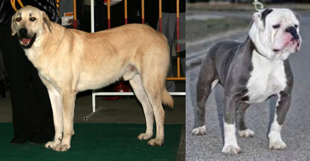 Old English Bulldog vs Central Anatolian Shepherd - Breed Comparison