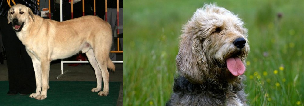 Otterhound vs Central Anatolian Shepherd - Breed Comparison