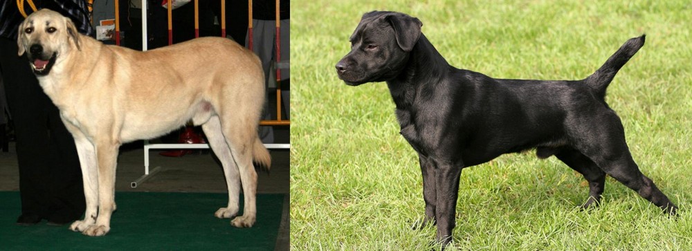 Patterdale Terrier vs Central Anatolian Shepherd - Breed Comparison