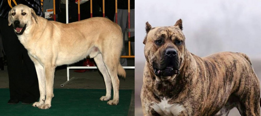 Perro de Presa Canario vs Central Anatolian Shepherd - Breed Comparison