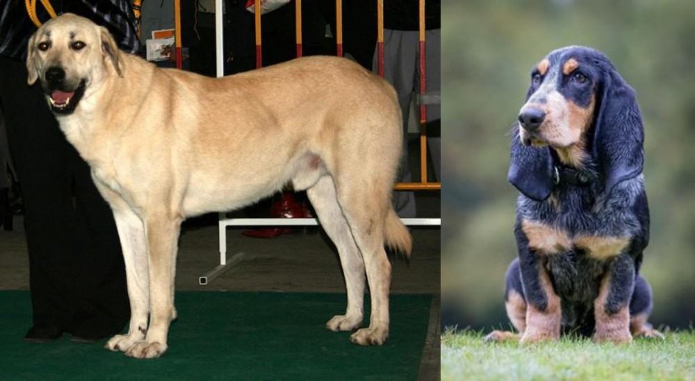 Petit Bleu de Gascogne vs Central Anatolian Shepherd - Breed Comparison