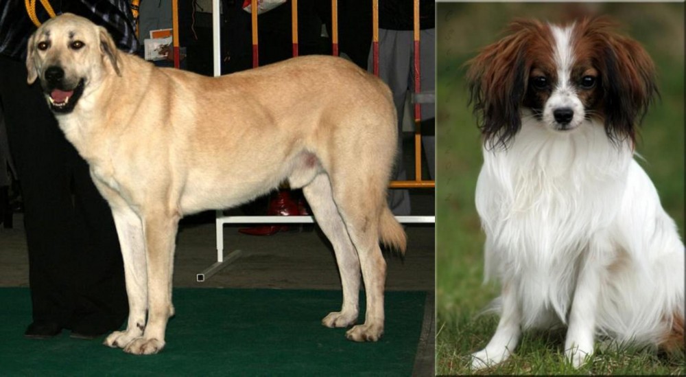 Phalene vs Central Anatolian Shepherd - Breed Comparison