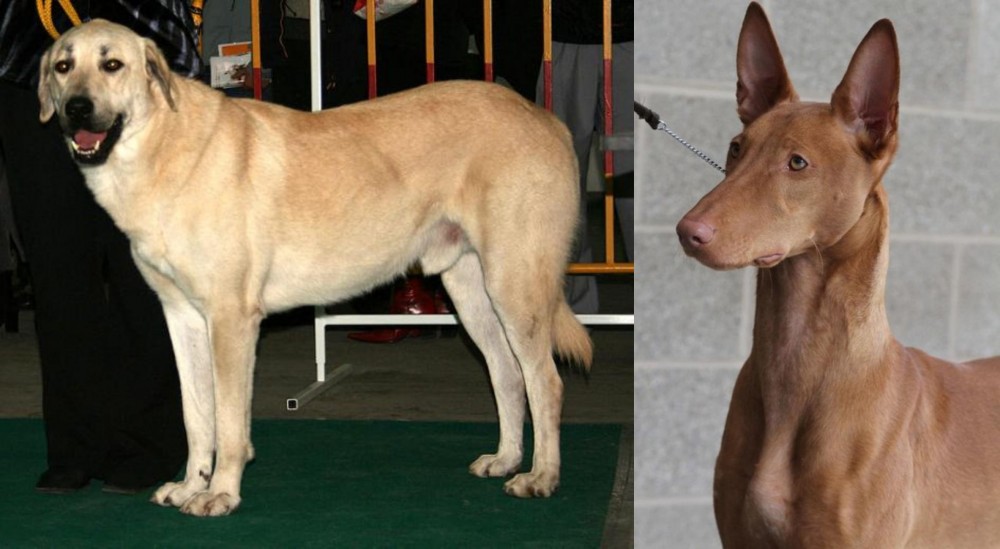 Pharaoh Hound vs Central Anatolian Shepherd - Breed Comparison