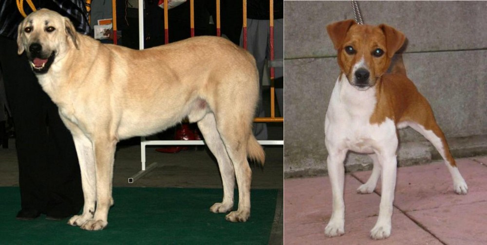 Plummer Terrier vs Central Anatolian Shepherd - Breed Comparison